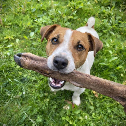 A Jack Russell terrier on the grass holding a venison leg chew in its mouth