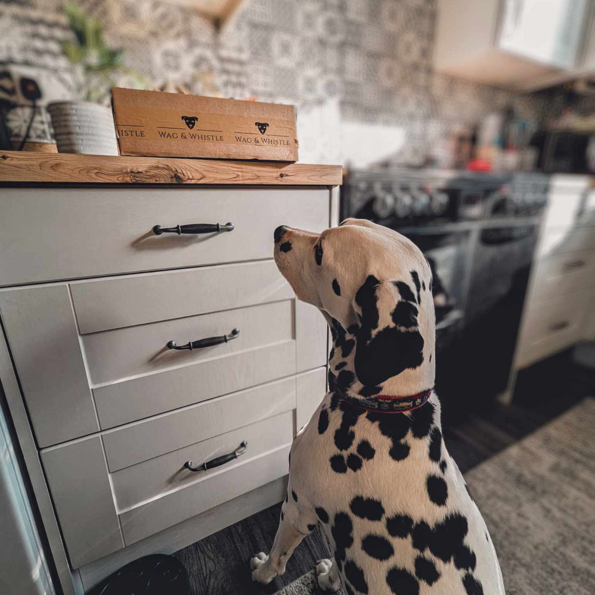 A Dalmatian looking up at a Wag & Whistle treat box on the kitchen counter