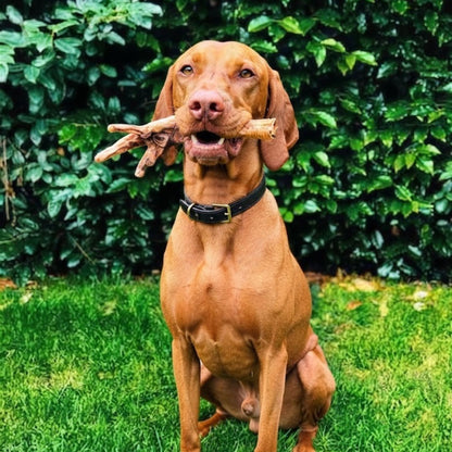 A Vizsla sitting on grass holding an air-dried turkey foot in its mouth