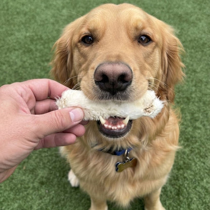 A golden retriever taking a furry rabbit foot chew from a hand on green grass