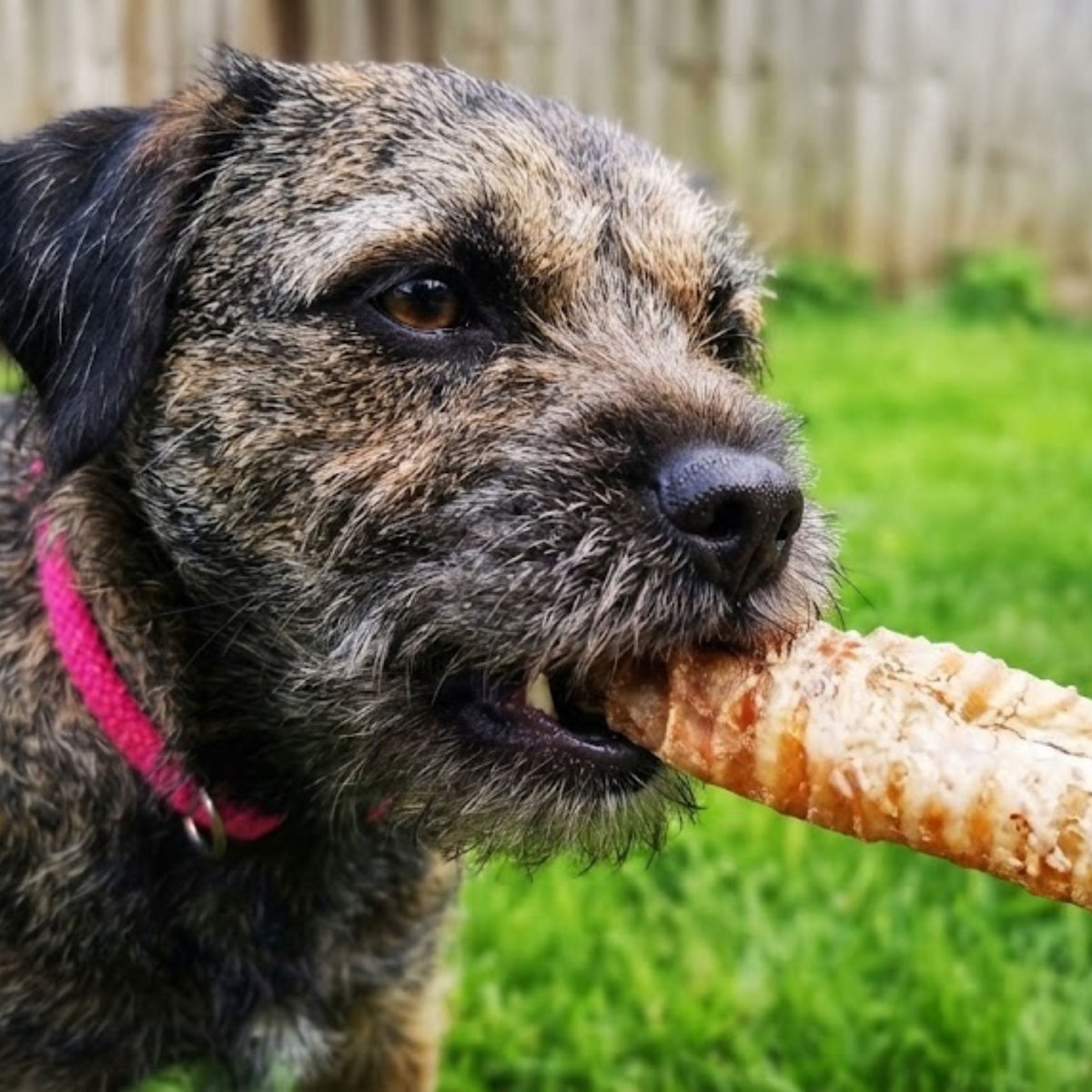 A border terrier chewing a dried beef trachea in the garden
