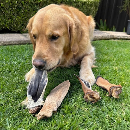 A golden retriever lying on the grass chewing a furry lamb ear, with three more ears in front of it