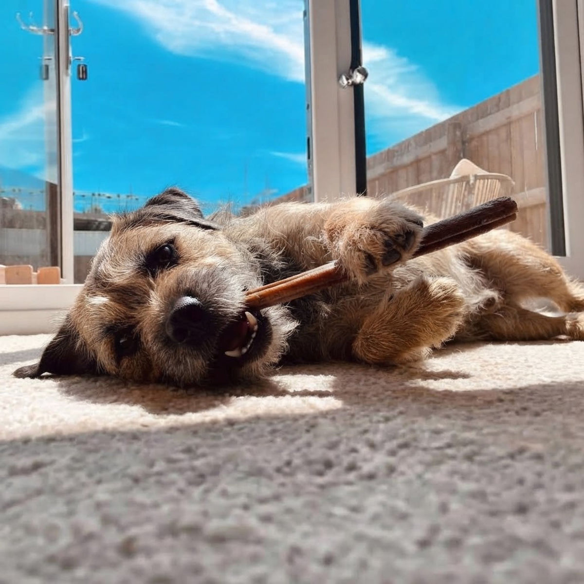 A border terrier lying in the sun chewing a beef pizzle bully stick