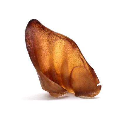 A single large pig ear dog chew on a white background