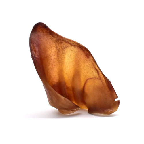 A single large pig ear dog chew on a white background