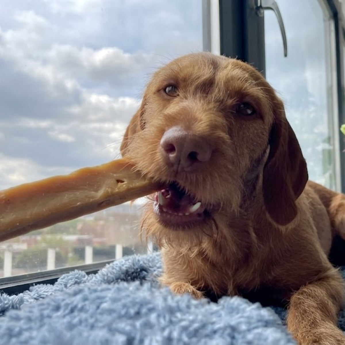 A wirehaired vizsla lying on a blue blanket by a window, chewing a long yak bar