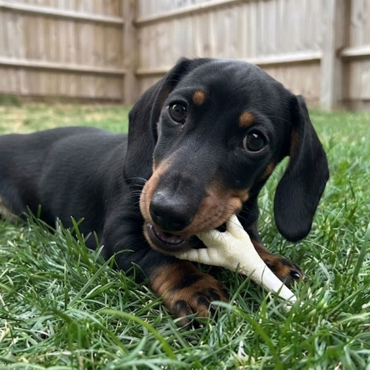 A dachshund puppy lying on the grass chewing a puffed chicken foot