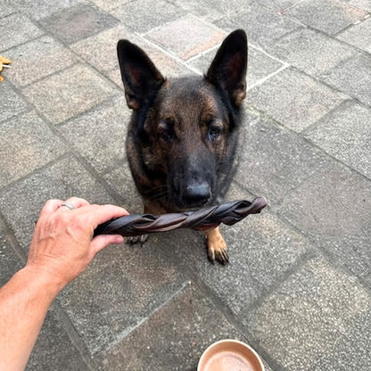 A German Shepherd waiting to be given a long braided buffalo collagen chew