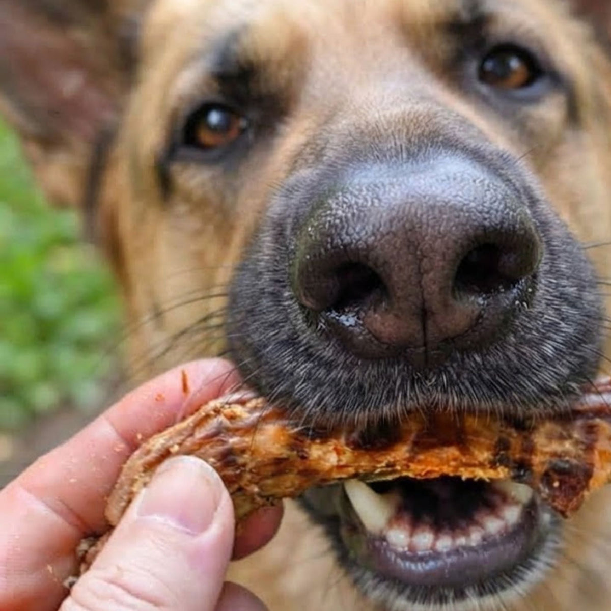 A close up of a German Shepherd taking a dried chicken neck from a hand in the garden