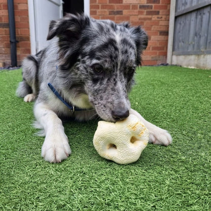 A blue merle border collie lying on the grass chewing a puffed pig snout