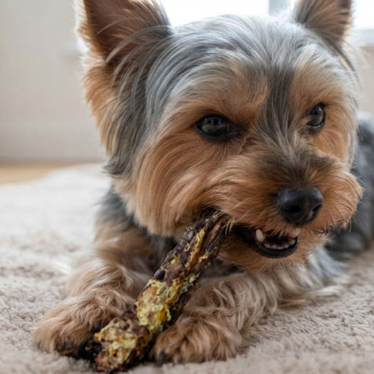 A yorkshire terrier lying on a rug chewing a dried duck neck