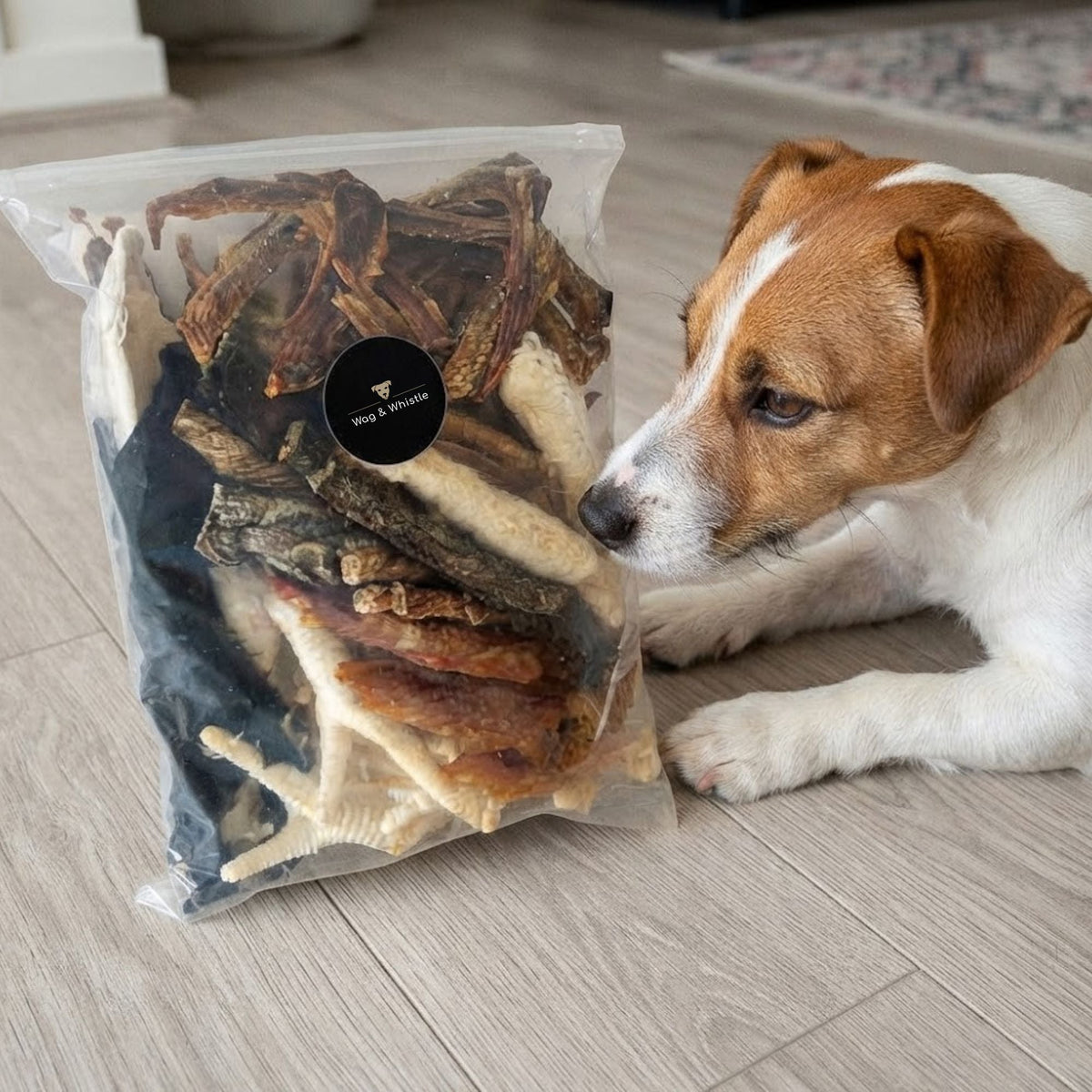 A Jack Russell lying on the floor sniffing a Wag & Whistle bag of mixed natural dog treats