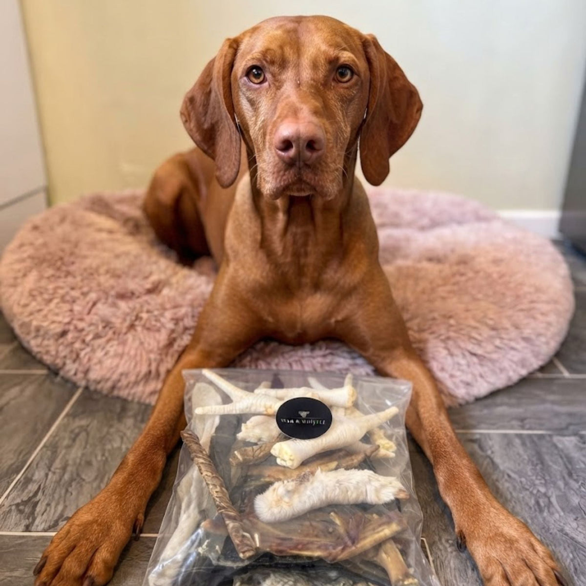A Vizsla lying on its bed with a Wag & Whistle bag of mixed natural treats between its paws