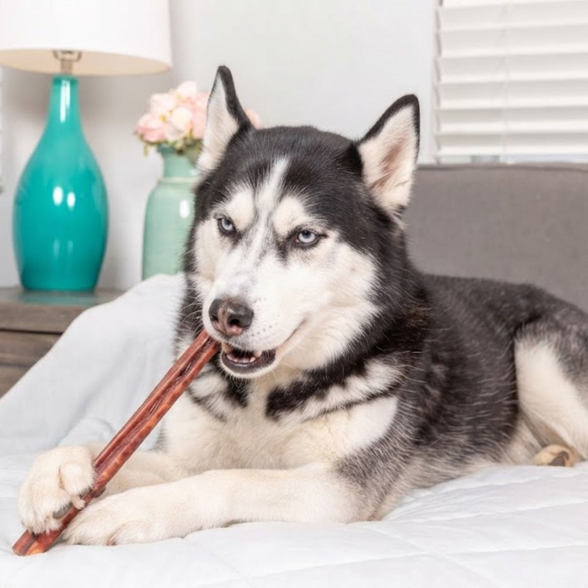 A husky lying on a bed chewing a long beef pizzle bully stick