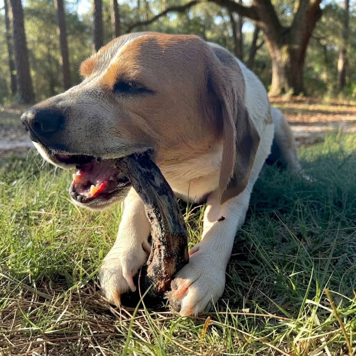 A hound dog lying on grass chewing an air-dried turkey neck