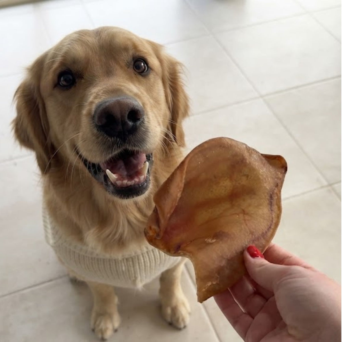 A happy golden retriever in a knitted jumper being offered a large pig ear