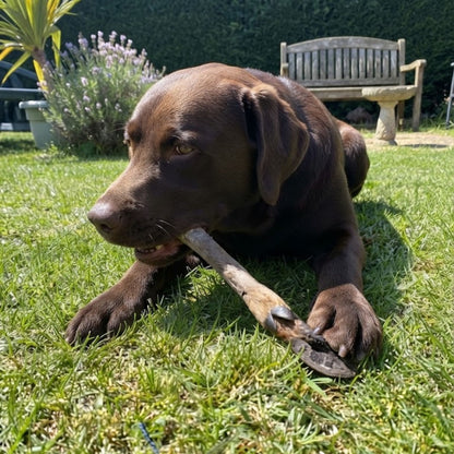 A chocolate labrador lying in a sunny garden chewing a venison leg