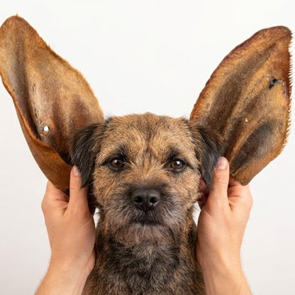 Two dried cow ears held up beside a border terrier's head, showing how large they are