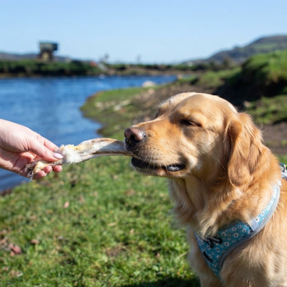 A golden retriever taking a furry rabbit ear on a riverside walk