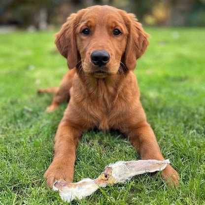 A golden retriever puppy lying on the grass with a furry rabbit ear