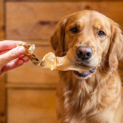 A golden retriever taking a hairless rabbit ear from a hand