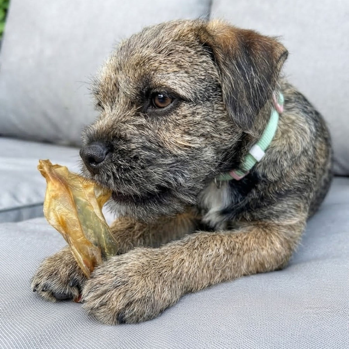 A border terrier puppy on a sofa chewing a hairless rabbit ear