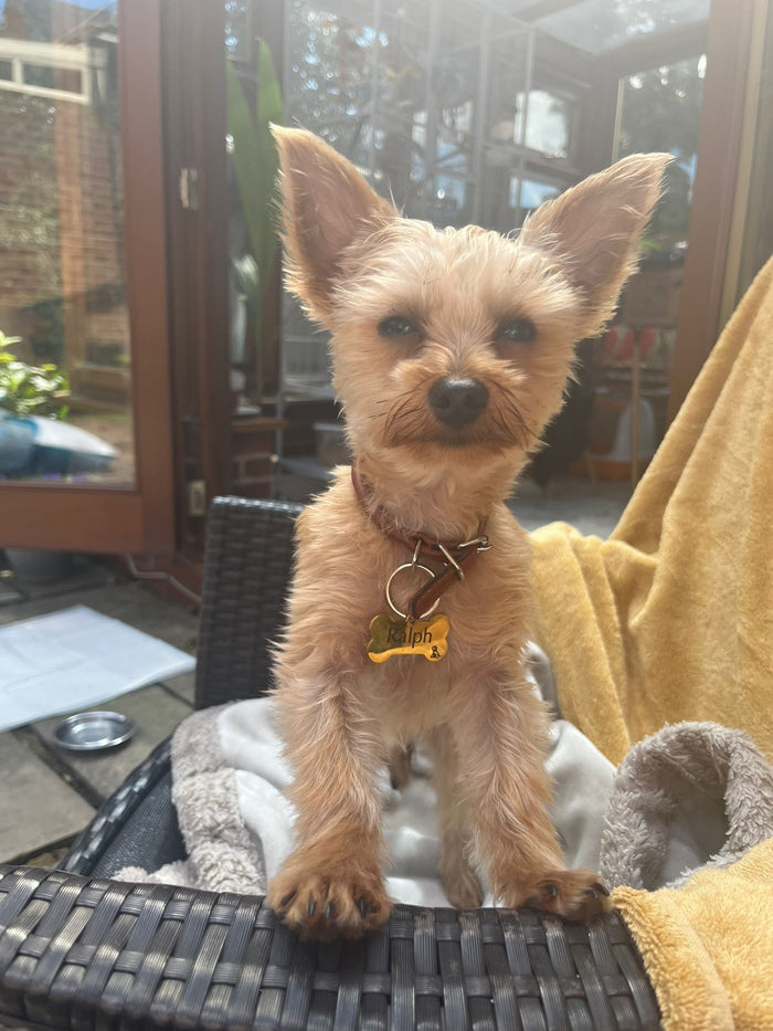 Ralphie, part of the Wag & Whistle pack