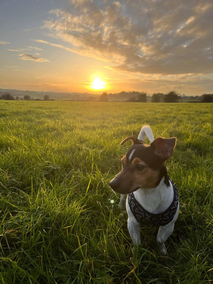 Rory, part of the Wag & Whistle pack