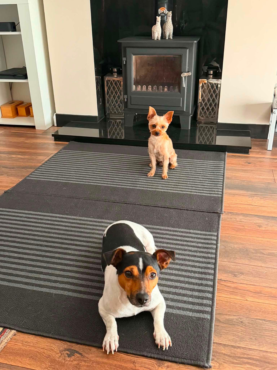 Rory and Ralphie, the dogs behind Wag & Whistle natural dog treats