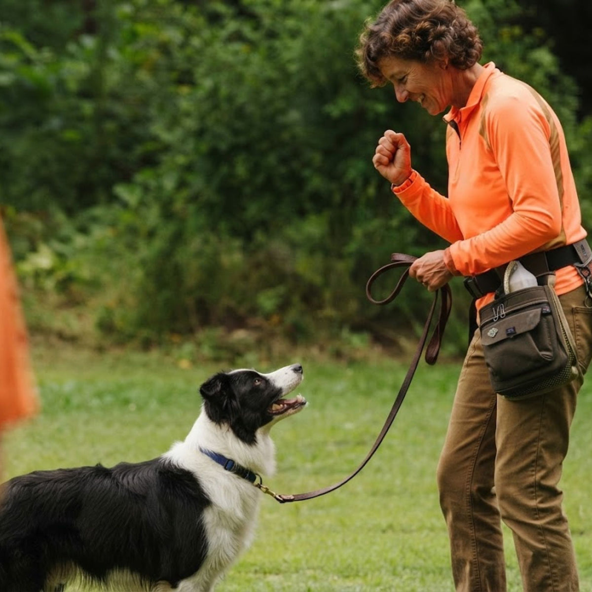A border collie focused on their owner during a training session, with a treat pouch on her belt