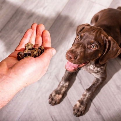 A handful of venison training treats held out to a German shorthaired pointer waiting on the floor