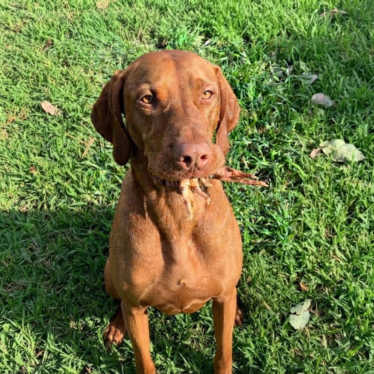 A Vizsla lying in the grass chewing a dried chicken foot